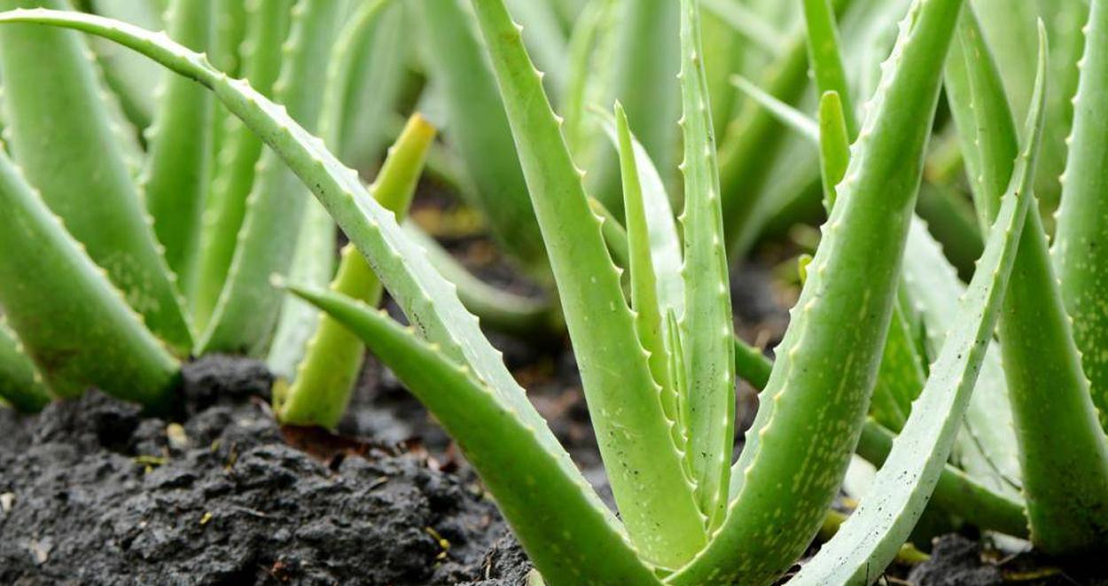 Aloe Vera Faydaları Nelerdir? 1 Aloe vera faydalari nelerdir