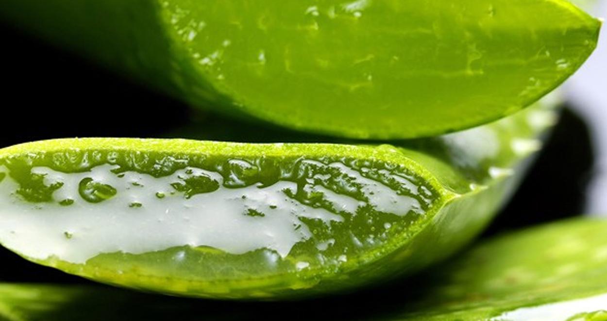Aloe Vera Nedir? Nerelerde Kullanılır? 1 Aloe vera nedir ne icin kullanilir