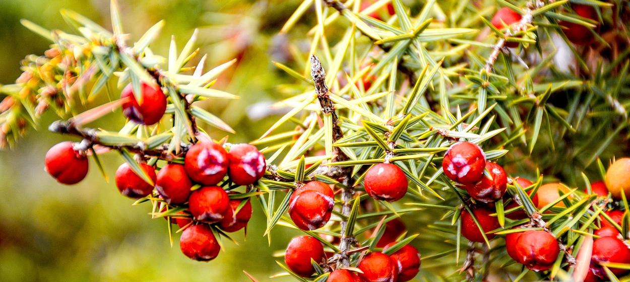 Ardic tohumu faydalari nelerdir 2