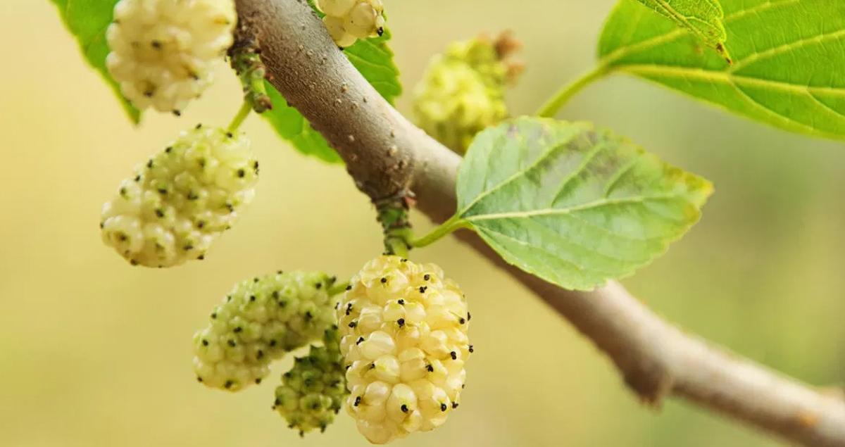 Beyaz Dutun Faydaları Nelerdir? 2 Beyaz Dutun Faydalari Nelerdir 2