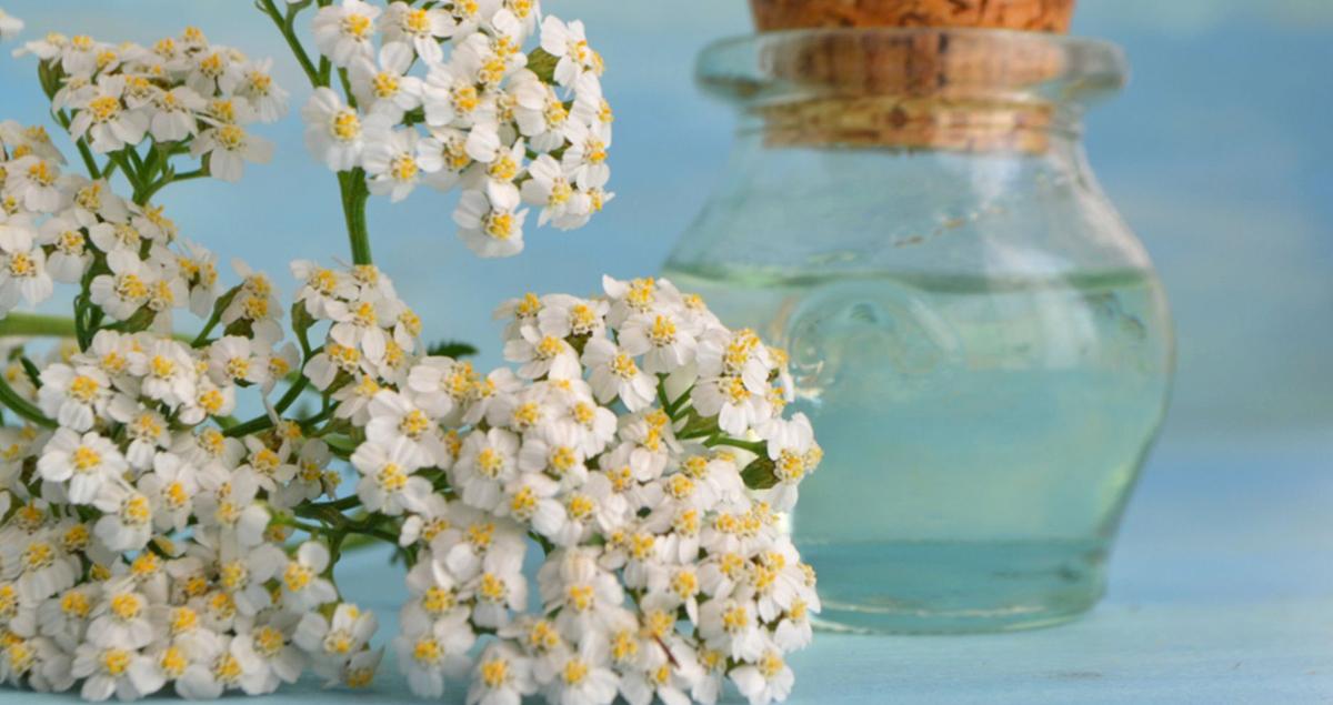 Civanpercemi Nedir Faydalari Nelerdir1