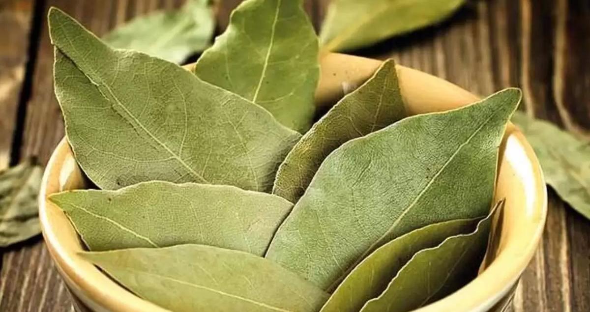 Defne Yapragi ve Faydalari1