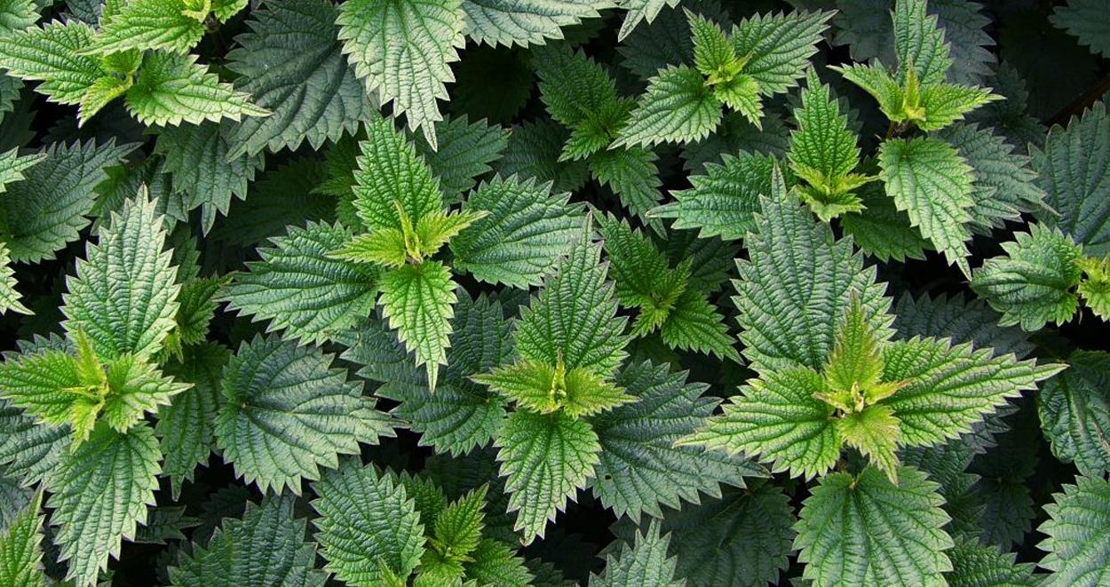 sirgan otu faydaları 1