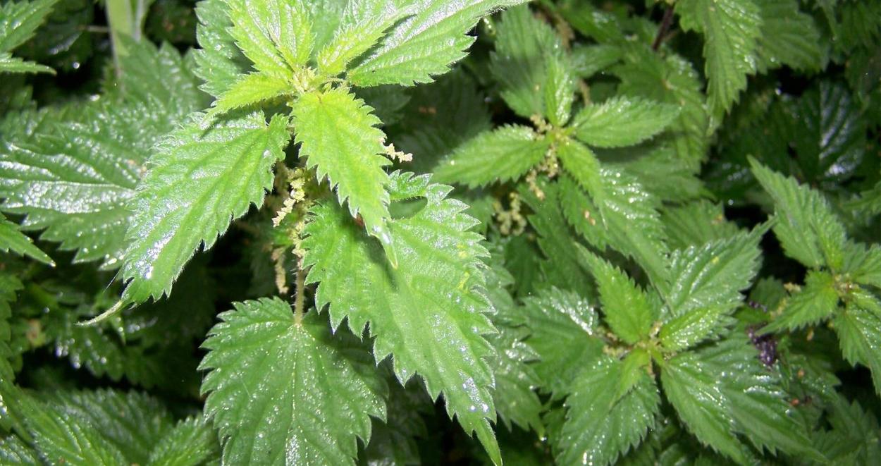 sirgan otu faydaları 2