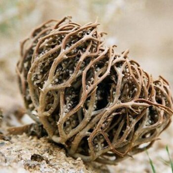 meryem ana otu faydalari gebelik icin nasil kullanilir 2 600x400 1