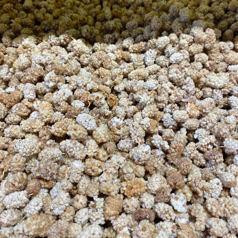 Beyaz Dut Kurusu - Görsel 2