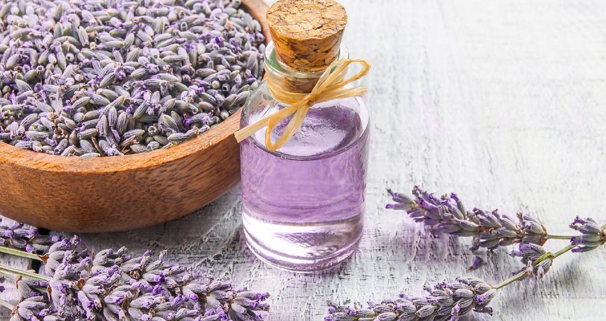 Lavanta Yağının Faydaları Nelerdir? 1 Lavanta Yağının Faydaları Nelerdir?